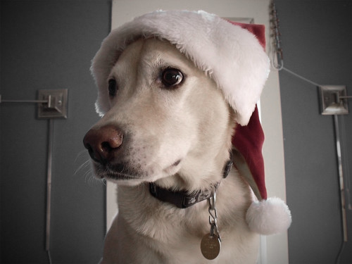 Toby at Christmas | markveillette | Flickr