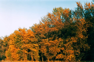 Fall Colors at Sunset, River Legacy Park