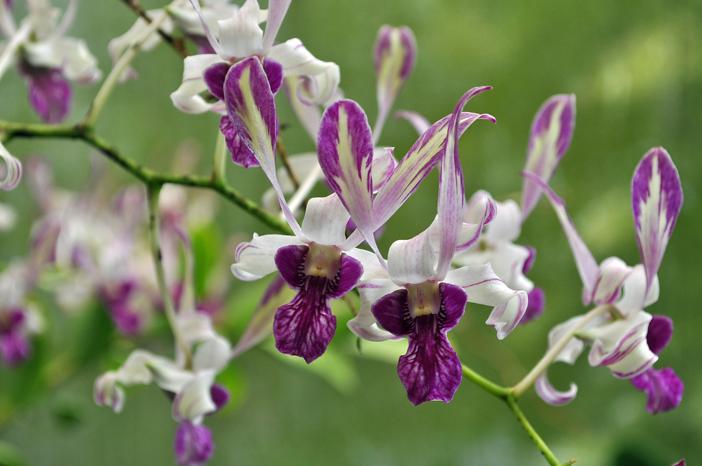 Dendrobium Rabbit Dendrobium Easter Bunny 'Jack Rabbit' mutation | Susan Fender | Flickr