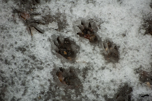Squirrel footprints in snow