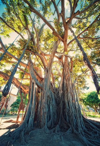 Urban Jungle | by Philipp Klinger Photography