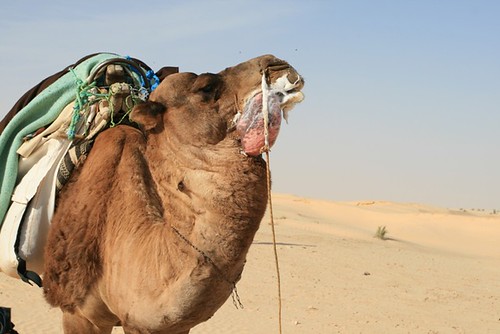 cbertrandpleutin bertrandpleutin tunisie sahara grandergoriental erg desert sable sand dunes elalagaya puits marabout chameau camel reproduction chaleur dromadaire chameaux dromadaires camels