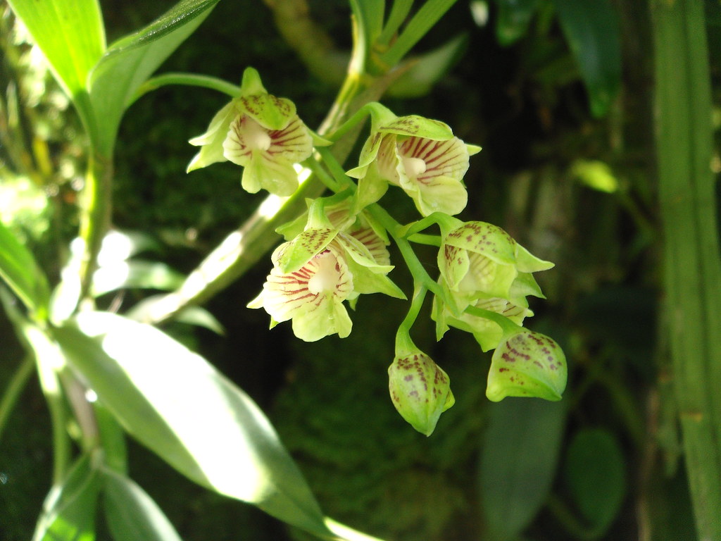 Kết quả hình ảnh cho Dendrobium biloculare
