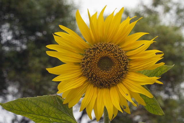 353/365 - Sunflower in the garden