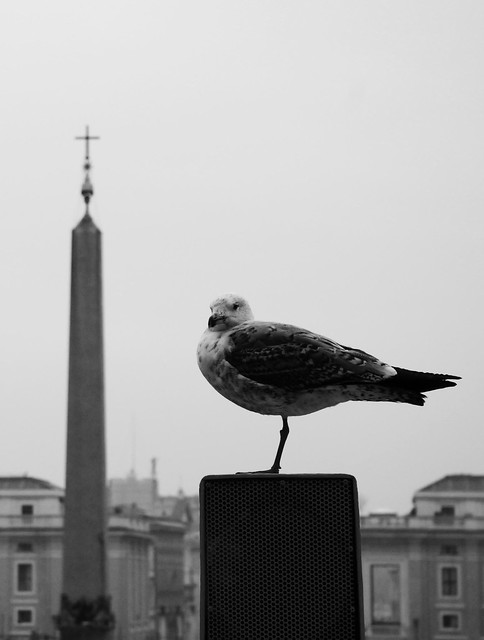 Roma: gabbiano e obelisco