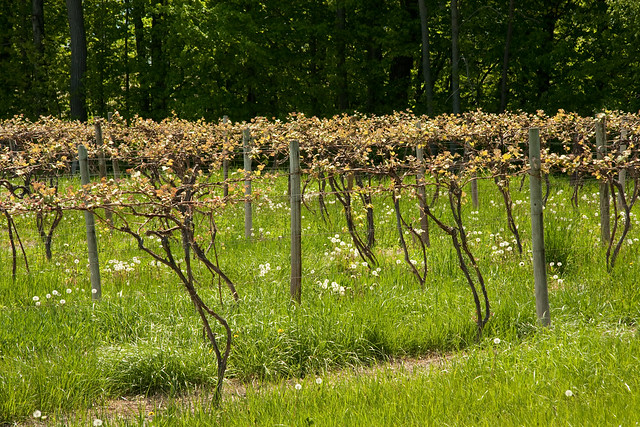 Wine Vineyard - new Spring growth