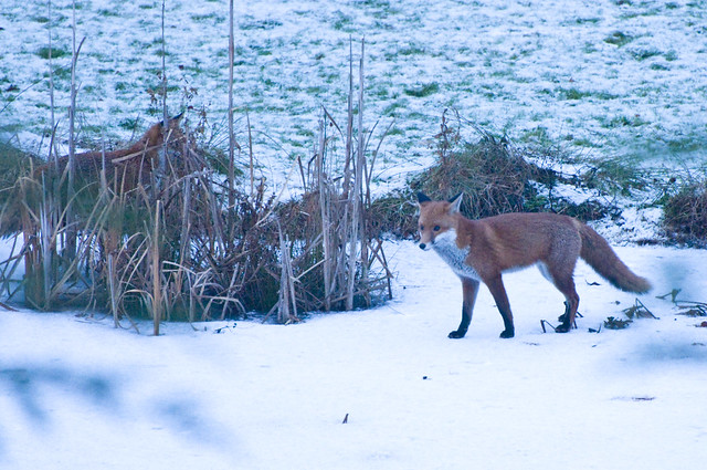 Pair of Red Foxes (Vulpes Vulpes) on a Frozen Lake
