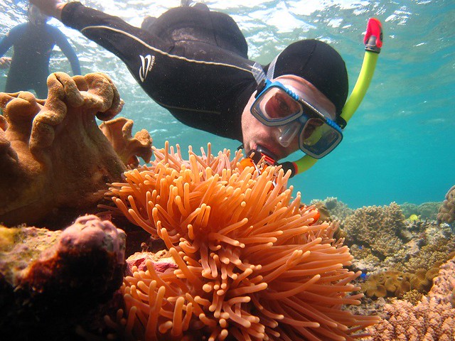 Diving for nemo (Australia 2010)