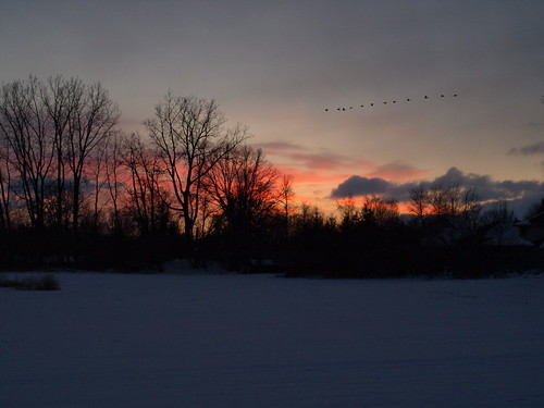 winter sunset ontario geese