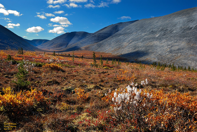 Autumn Tundra in the North Ogilvies