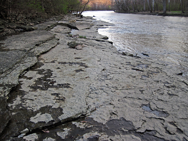 Fossiliferous limestone (Columbus Limestone, Middle Devonian; Olentangy River at Lazarus Run confluence, Delaware County, Ohio, USA) 3
