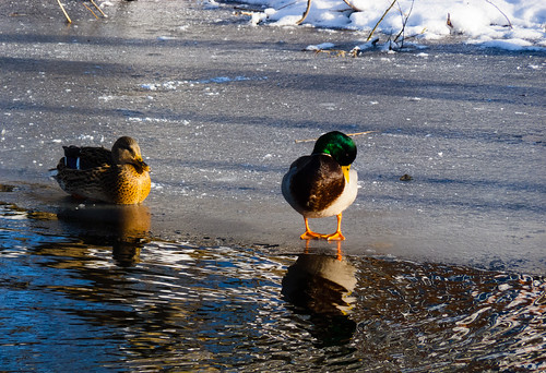Mallards on a frozen canal
