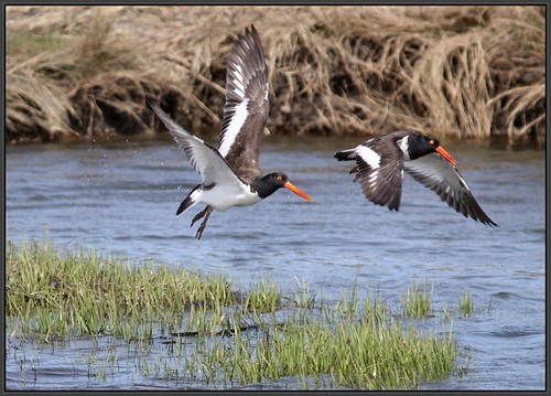 American Oystercatchers | by Eric C. Reuter