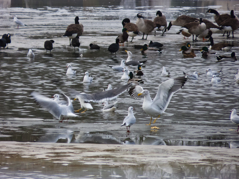 Birds on a frozen lake