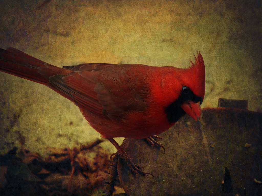Cardinal Texture Northern Cardinal Male | Lost track of the texture layers on… | Flickr