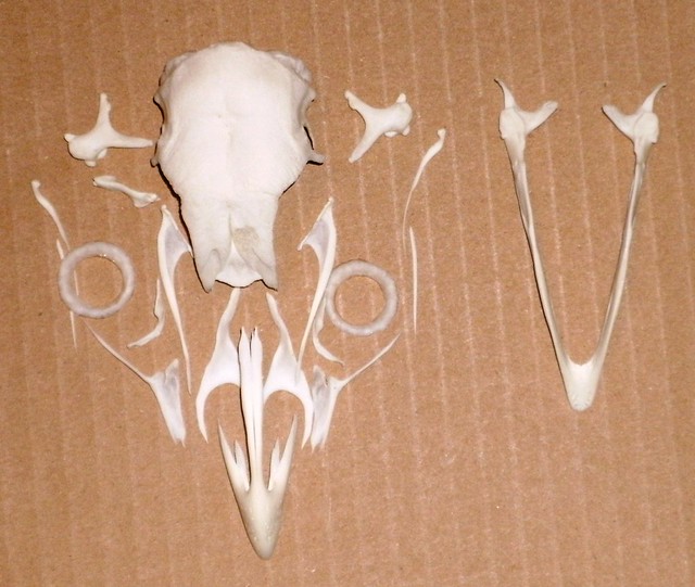 Crâne de Coq éclaté / Rooster Skull Display (Gallus gallus)