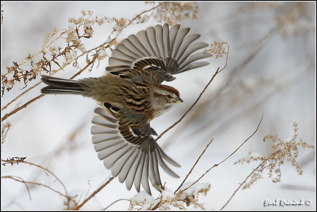 20110112-0124 American Tree Sparrow