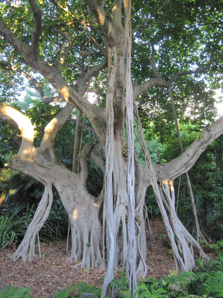 Banyan Tree Ficus Benghalensis | Banyan Tree Ficus Benghalen… | Flickr