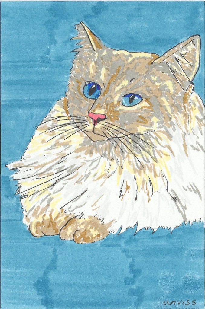 a cat named awesome | these are my finished portraits for th… | Flickr