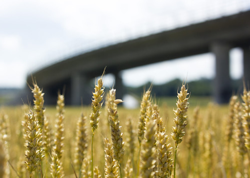 bridge krigslidabron summer wheat field grain nädesta haninge sweden paysage