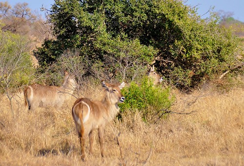 southafrica africa krugernationalpark waterbuck antelope africanwildlife stevelamb nikon d90 savannah landscape