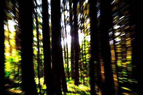 wood pine kenya nairobi firs karuraforest