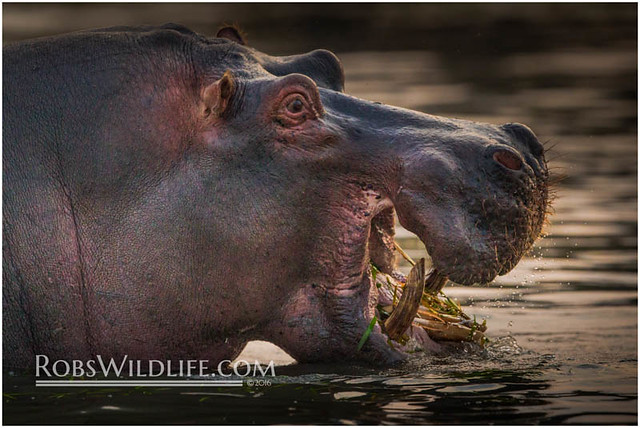 African Hippopotamus 082311-1615-W.jpg