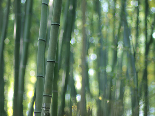 A bamboo forest