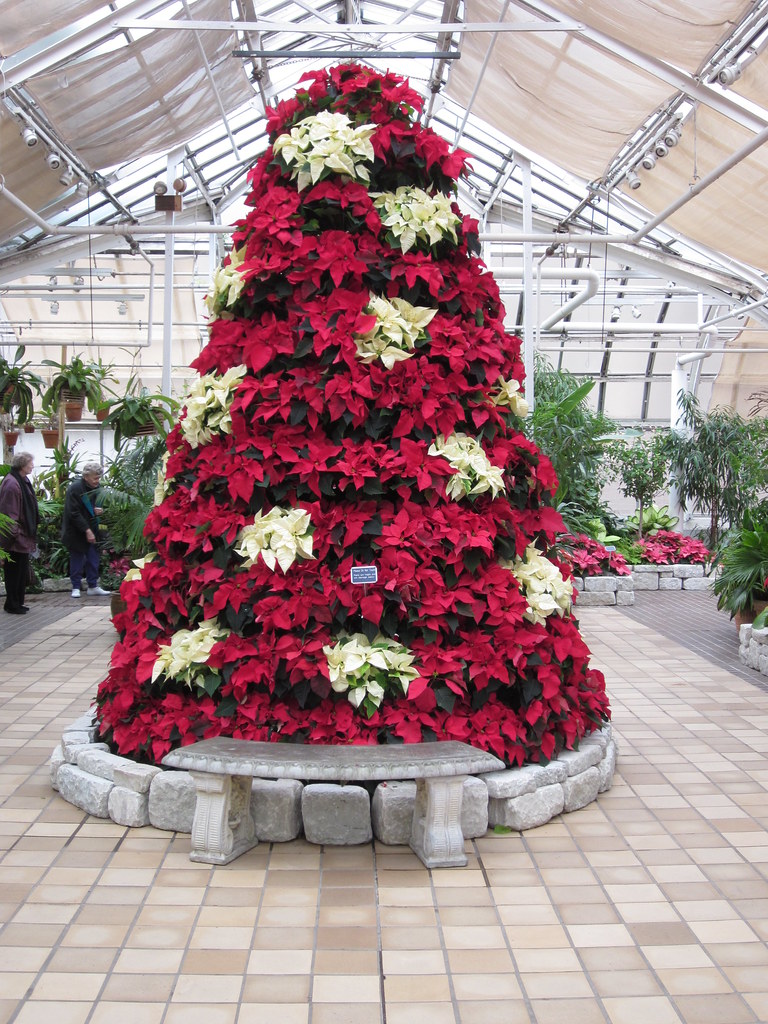 poinsettia tree | Terry Bauerle | Flickr