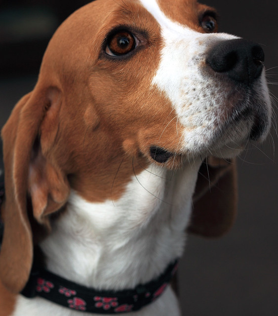 Beagle Portrait - Tempe