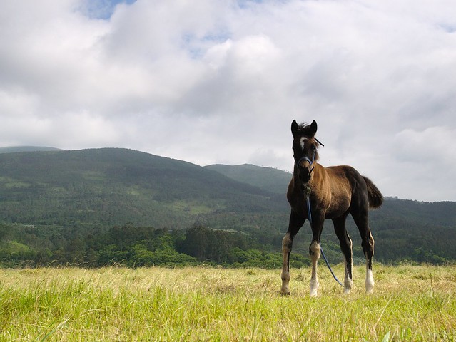 caballo asturiano
