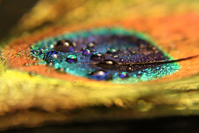 Water Droplets on Peacock feather