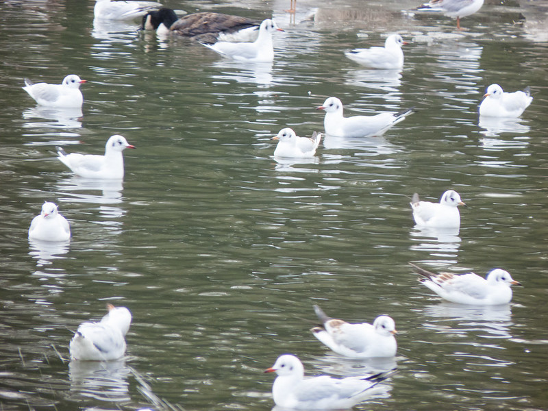 Gulls on a boating lake