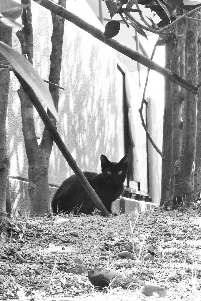 Today's Cat@2011-01-17 | masatsu | Flickr