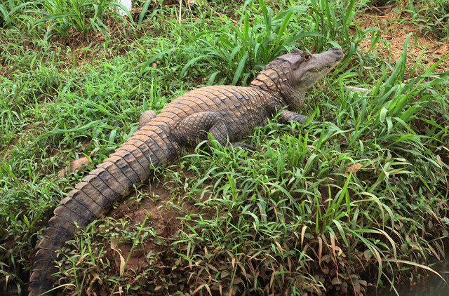 American Crocodile (crocodylus acutus) -- Welcome Photo; Panama City, Panama [Lou Feltz]