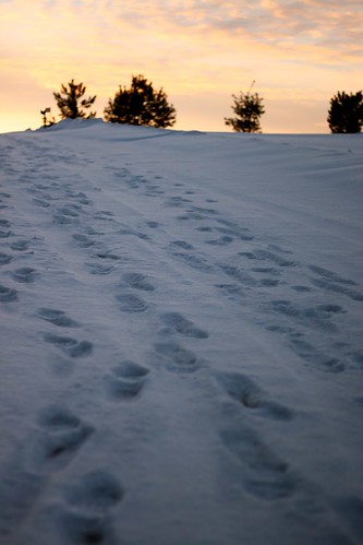trees sunset snow shoeprints