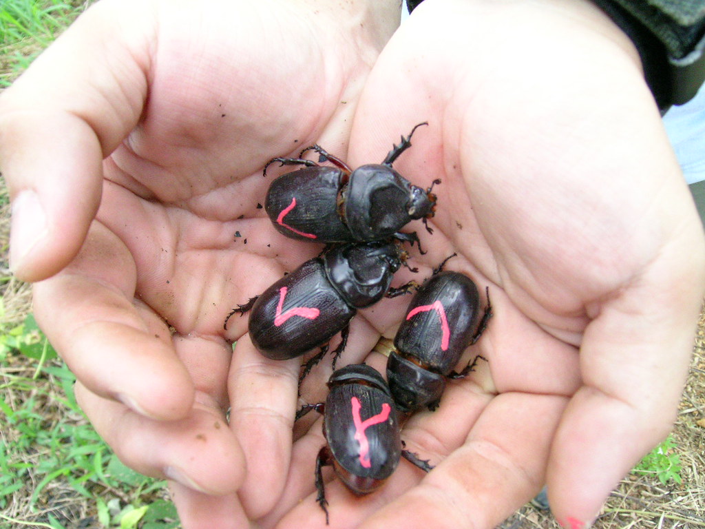 4 scarabées dans les mains d'un homme
