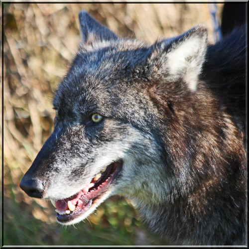 Walking with Wolves | by Womble67