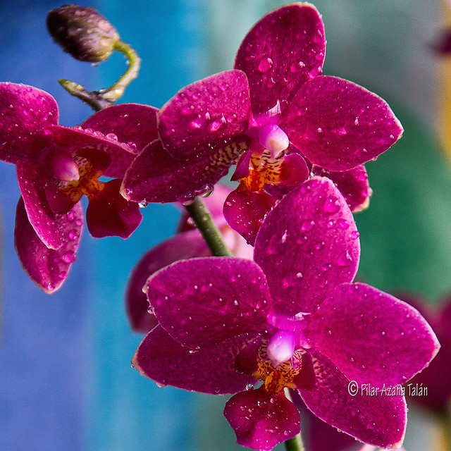 Fascinantes Orquídeas - Orchids fascinating