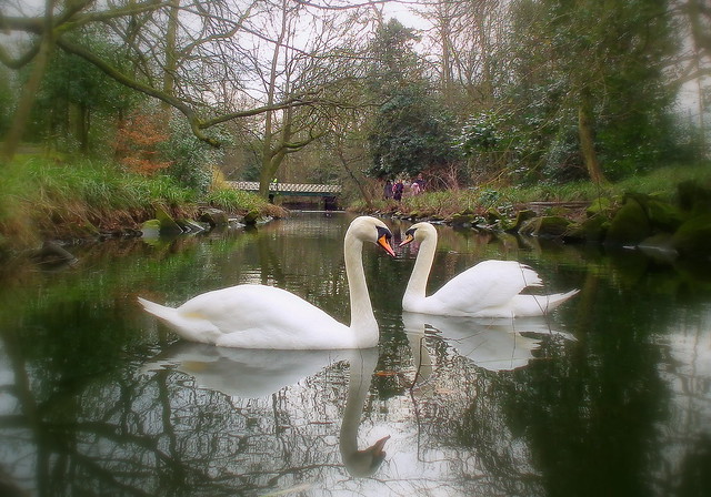 Elegant Swans Reflect On Themselves