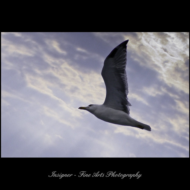 seagull_III