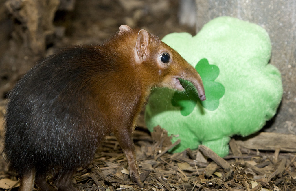 Black and Rufous Elephant Shrew | With St. Patrick's Day jus… | Flickr