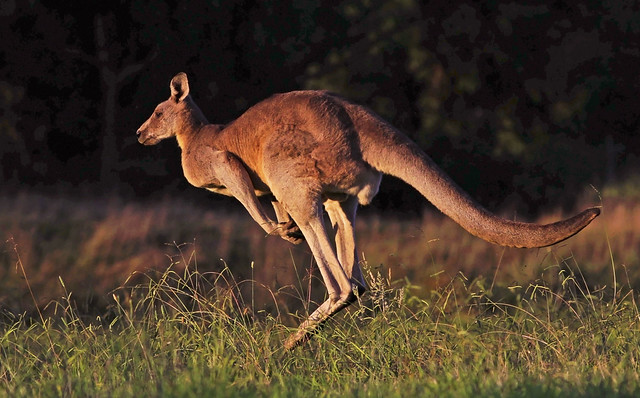 Red Kangaroo : Before darkness comes ...