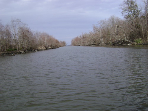 trees lake water louisiana bayou lakepalourde