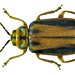 Polyphaga - Photo (c) Udo Schmidt, algunos derechos reservados (CC BY-SA)