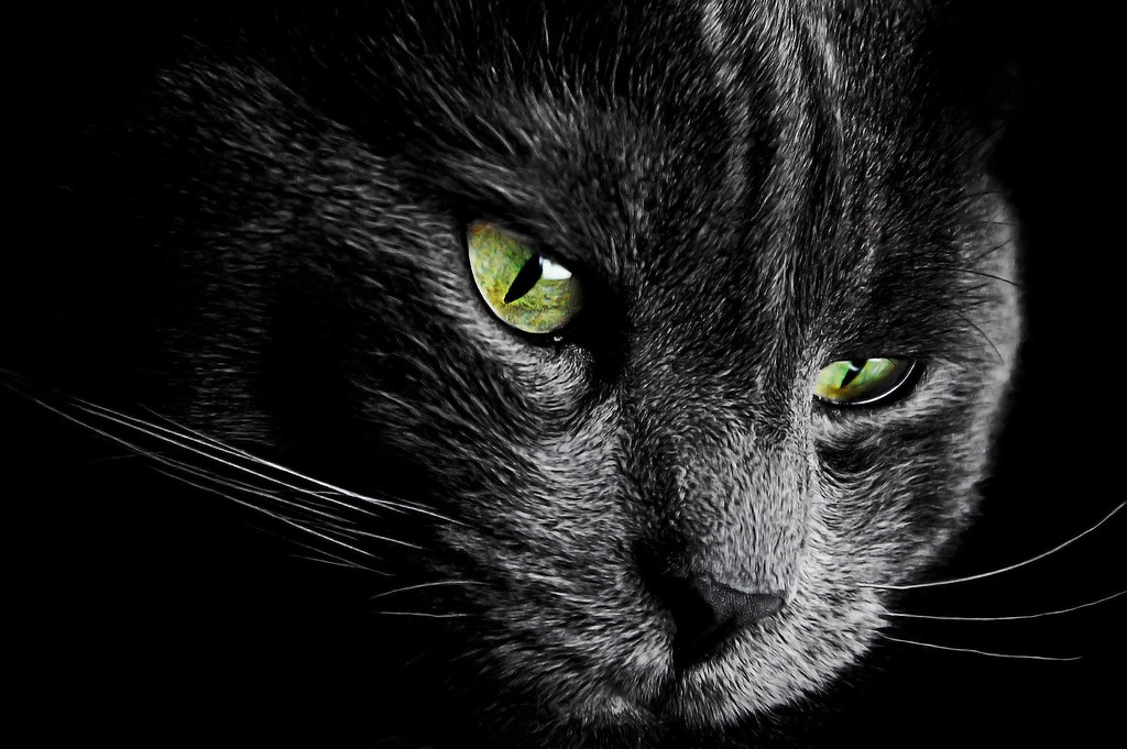cat background screen