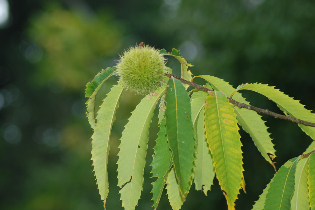 Blightresistant Chestnut Trees Come to BBG Brooklyn Botanic Garden