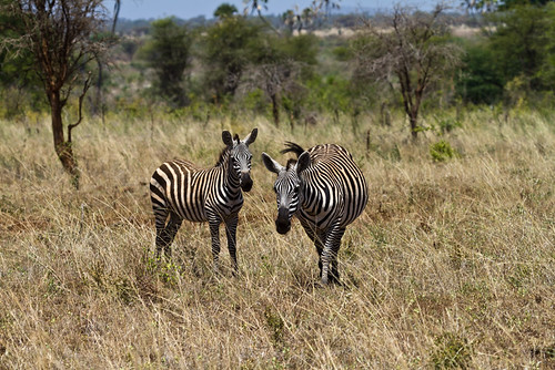 africa africanequids equusquaggaboehmi geography grantszebra hippotigrisequusquagga kenya merunationalpark plainszebra zebra animal equus mammals ungulates