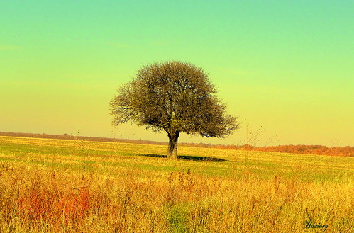 color tree lonely lonesome