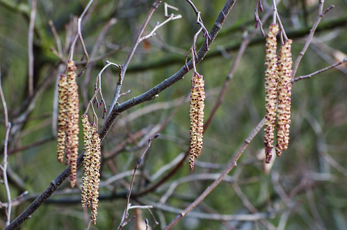 Hybrid black-poplar catkins
